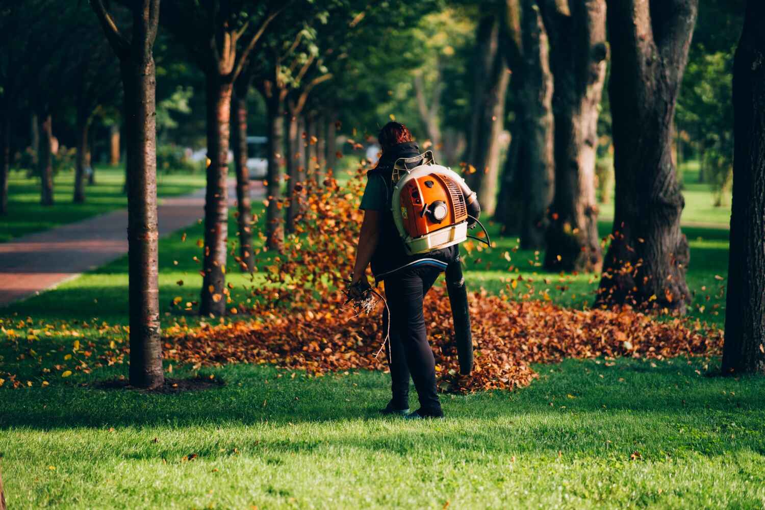 Best Dead Tree Removal  in Shaw, MS